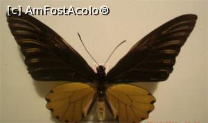 [P07] Fluturii, mesageri ai morților.  » foto by glcitizen
 - 
<span class="allrVoted glyphicon glyphicon-heart hidden" id="av930643"></span>
<a class="m-l-10 hidden" id="sv930643" onclick="voting_Foto_DelVot(,930643,23598)" role="button">șterge vot <span class="glyphicon glyphicon-remove"></span></a>
<a id="v9930643" class=" c-red"  onclick="voting_Foto_SetVot(930643)" role="button"><span class="glyphicon glyphicon-heart-empty"></span> <b>LIKE</b> = Votează poza</a> <img class="hidden"  id="f930643W9" src="/imagini/loader.gif" border="0" /><span class="AjErrMes hidden" id="e930643ErM"></span>