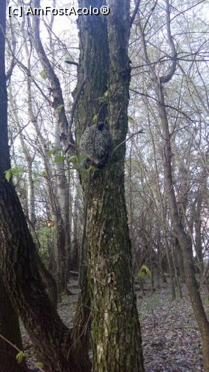 [P02] Un cuib in Paduricea Cuiboasa » foto by Marcumandru
 - 
<span class="allrVoted glyphicon glyphicon-heart hidden" id="av957365"></span>
<a class="m-l-10 hidden" id="sv957365" onclick="voting_Foto_DelVot(,957365,23618)" role="button">șterge vot <span class="glyphicon glyphicon-remove"></span></a>
<a id="v9957365" class=" c-red"  onclick="voting_Foto_SetVot(957365)" role="button"><span class="glyphicon glyphicon-heart-empty"></span> <b>LIKE</b> = Votează poza</a> <img class="hidden"  id="f957365W9" src="/imagini/loader.gif" border="0" /><span class="AjErrMes hidden" id="e957365ErM"></span>