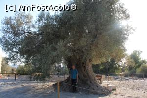 [P49] Creta, Situl Arheologic Gortyna, Agora și un falnic măslin » foto by mprofeanu
 - 
<span class="allrVoted glyphicon glyphicon-heart hidden" id="av1278028"></span>
<a class="m-l-10 hidden" id="sv1278028" onclick="voting_Foto_DelVot(,1278028,23643)" role="button">șterge vot <span class="glyphicon glyphicon-remove"></span></a>
<a id="v91278028" class=" c-red"  onclick="voting_Foto_SetVot(1278028)" role="button"><span class="glyphicon glyphicon-heart-empty"></span> <b>LIKE</b> = Votează poza</a> <img class="hidden"  id="f1278028W9" src="/imagini/loader.gif" border="0" /><span class="AjErrMes hidden" id="e1278028ErM"></span>