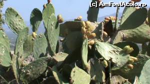 [P01] 1. Câteva din fructele de cactus la intrarea în Palatul de la Phaestos.  » foto by msnd
 - 
<span class="allrVoted glyphicon glyphicon-heart hidden" id="av604796"></span>
<a class="m-l-10 hidden" id="sv604796" onclick="voting_Foto_DelVot(,604796,23643)" role="button">șterge vot <span class="glyphicon glyphicon-remove"></span></a>
<a id="v9604796" class=" c-red"  onclick="voting_Foto_SetVot(604796)" role="button"><span class="glyphicon glyphicon-heart-empty"></span> <b>LIKE</b> = Votează poza</a> <img class="hidden"  id="f604796W9" src="/imagini/loader.gif" border="0" /><span class="AjErrMes hidden" id="e604796ErM"></span>