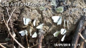 [P21] O gașcă de fluturi » foto by ungureanica
 - 
<span class="allrVoted glyphicon glyphicon-heart hidden" id="av959434"></span>
<a class="m-l-10 hidden" id="sv959434" onclick="voting_Foto_DelVot(,959434,23648)" role="button">șterge vot <span class="glyphicon glyphicon-remove"></span></a>
<a id="v9959434" class=" c-red"  onclick="voting_Foto_SetVot(959434)" role="button"><span class="glyphicon glyphicon-heart-empty"></span> <b>LIKE</b> = Votează poza</a> <img class="hidden"  id="f959434W9" src="/imagini/loader.gif" border="0" /><span class="AjErrMes hidden" id="e959434ErM"></span>
