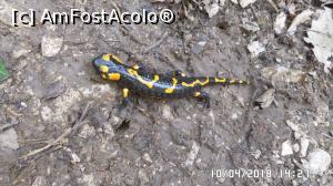 [P24] Salamandra » foto by ungureanica
 - 
<span class="allrVoted glyphicon glyphicon-heart hidden" id="av959441"></span>
<a class="m-l-10 hidden" id="sv959441" onclick="voting_Foto_DelVot(,959441,23648)" role="button">șterge vot <span class="glyphicon glyphicon-remove"></span></a>
<a id="v9959441" class=" c-red"  onclick="voting_Foto_SetVot(959441)" role="button"><span class="glyphicon glyphicon-heart-empty"></span> <b>LIKE</b> = Votează poza</a> <img class="hidden"  id="f959441W9" src="/imagini/loader.gif" border="0" /><span class="AjErrMes hidden" id="e959441ErM"></span>