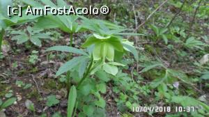 [P35] Din flora cheilor » foto by ungureanica
 - 
<span class="allrVoted glyphicon glyphicon-heart hidden" id="av959463"></span>
<a class="m-l-10 hidden" id="sv959463" onclick="voting_Foto_DelVot(,959463,23648)" role="button">șterge vot <span class="glyphicon glyphicon-remove"></span></a>
<a id="v9959463" class=" c-red"  onclick="voting_Foto_SetVot(959463)" role="button"><span class="glyphicon glyphicon-heart-empty"></span> <b>LIKE</b> = Votează poza</a> <img class="hidden"  id="f959463W9" src="/imagini/loader.gif" border="0" /><span class="AjErrMes hidden" id="e959463ErM"></span>