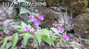 [P36] Din flora cheilor » foto by ungureanica
 - 
<span class="allrVoted glyphicon glyphicon-heart hidden" id="av959464"></span>
<a class="m-l-10 hidden" id="sv959464" onclick="voting_Foto_DelVot(,959464,23648)" role="button">șterge vot <span class="glyphicon glyphicon-remove"></span></a>
<a id="v9959464" class=" c-red"  onclick="voting_Foto_SetVot(959464)" role="button"><span class="glyphicon glyphicon-heart-empty"></span> <b>LIKE</b> = Votează poza</a> <img class="hidden"  id="f959464W9" src="/imagini/loader.gif" border="0" /><span class="AjErrMes hidden" id="e959464ErM"></span>