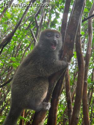 [P03] un lemur galagios » foto by robert
 - 
<span class="allrVoted glyphicon glyphicon-heart hidden" id="av1487067"></span>
<a class="m-l-10 hidden" id="sv1487067" onclick="voting_Foto_DelVot(,1487067,23651)" role="button">șterge vot <span class="glyphicon glyphicon-remove"></span></a>
<a id="v91487067" class=" c-red"  onclick="voting_Foto_SetVot(1487067)" role="button"><span class="glyphicon glyphicon-heart-empty"></span> <b>LIKE</b> = Votează poza</a> <img class="hidden"  id="f1487067W9" src="/imagini/loader.gif" border="0" /><span class="AjErrMes hidden" id="e1487067ErM"></span>
