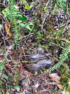 [P14] O vietate ma sssssasaaita din jungla » foto by Alex S
 - 
<span class="allrVoted glyphicon glyphicon-heart hidden" id="av959849"></span>
<a class="m-l-10 hidden" id="sv959849" onclick="voting_Foto_DelVot(,959849,23651)" role="button">șterge vot <span class="glyphicon glyphicon-remove"></span></a>
<a id="v9959849" class=" c-red"  onclick="voting_Foto_SetVot(959849)" role="button"><span class="glyphicon glyphicon-heart-empty"></span> <b>LIKE</b> = Votează poza</a> <img class="hidden"  id="f959849W9" src="/imagini/loader.gif" border="0" /><span class="AjErrMes hidden" id="e959849ErM"></span>