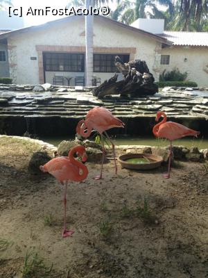 [P13] Vecinii din resort » foto by Alex S
 - 
<span class="allrVoted glyphicon glyphicon-heart hidden" id="av959958"></span>
<a class="m-l-10 hidden" id="sv959958" onclick="voting_Foto_DelVot(,959958,23657)" role="button">șterge vot <span class="glyphicon glyphicon-remove"></span></a>
<a id="v9959958" class=" c-red"  onclick="voting_Foto_SetVot(959958)" role="button"><span class="glyphicon glyphicon-heart-empty"></span> <b>LIKE</b> = Votează poza</a> <img class="hidden"  id="f959958W9" src="/imagini/loader.gif" border="0" /><span class="AjErrMes hidden" id="e959958ErM"></span>