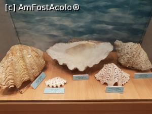 [P18] ”Cochilii, nestemate ale mării” - alte frumoase exponate din cadrul expoziției.  » foto by Floryn81
 - 
<span class="allrVoted glyphicon glyphicon-heart hidden" id="av1074955"></span>
<a class="m-l-10 hidden" id="sv1074955" onclick="voting_Foto_DelVot(,1074955,23670)" role="button">șterge vot <span class="glyphicon glyphicon-remove"></span></a>
<a id="v91074955" class=" c-red"  onclick="voting_Foto_SetVot(1074955)" role="button"><span class="glyphicon glyphicon-heart-empty"></span> <b>LIKE</b> = Votează poza</a> <img class="hidden"  id="f1074955W9" src="/imagini/loader.gif" border="0" /><span class="AjErrMes hidden" id="e1074955ErM"></span>