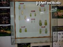 [P14] fel de fel de gîze la insectar » foto by dannek
 - 
<span class="allrVoted glyphicon glyphicon-heart hidden" id="av171428"></span>
<a class="m-l-10 hidden" id="sv171428" onclick="voting_Foto_DelVot(,171428,23670)" role="button">șterge vot <span class="glyphicon glyphicon-remove"></span></a>
<a id="v9171428" class=" c-red"  onclick="voting_Foto_SetVot(171428)" role="button"><span class="glyphicon glyphicon-heart-empty"></span> <b>LIKE</b> = Votează poza</a> <img class="hidden"  id="f171428W9" src="/imagini/loader.gif" border="0" /><span class="AjErrMes hidden" id="e171428ErM"></span>