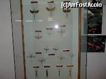 [P15] alte specii de insecte » foto by dannek
 - 
<span class="allrVoted glyphicon glyphicon-heart hidden" id="av171429"></span>
<a class="m-l-10 hidden" id="sv171429" onclick="voting_Foto_DelVot(,171429,23670)" role="button">șterge vot <span class="glyphicon glyphicon-remove"></span></a>
<a id="v9171429" class=" c-red"  onclick="voting_Foto_SetVot(171429)" role="button"><span class="glyphicon glyphicon-heart-empty"></span> <b>LIKE</b> = Votează poza</a> <img class="hidden"  id="f171429W9" src="/imagini/loader.gif" border="0" /><span class="AjErrMes hidden" id="e171429ErM"></span>