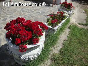 [P27] Alte floricele care se bucurau de soarele generos de august.  » foto by Floryn81
 - 
<span class="allrVoted glyphicon glyphicon-heart hidden" id="av794096"></span>
<a class="m-l-10 hidden" id="sv794096" onclick="voting_Foto_DelVot(,794096,23684)" role="button">șterge vot <span class="glyphicon glyphicon-remove"></span></a>
<a id="v9794096" class=" c-red"  onclick="voting_Foto_SetVot(794096)" role="button"><span class="glyphicon glyphicon-heart-empty"></span> <b>LIKE</b> = Votează poza</a> <img class="hidden"  id="f794096W9" src="/imagini/loader.gif" border="0" /><span class="AjErrMes hidden" id="e794096ErM"></span>