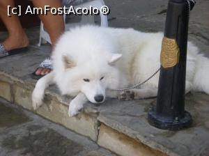 [P30] 30. Un cățel frumos, nu știu dacă este turist, sau localnic!  » foto by doinafil
 - 
<span class="allrVoted glyphicon glyphicon-heart hidden" id="av1012747"></span>
<a class="m-l-10 hidden" id="sv1012747" onclick="voting_Foto_DelVot(,1012747,23685)" role="button">șterge vot <span class="glyphicon glyphicon-remove"></span></a>
<a id="v91012747" class=" c-red"  onclick="voting_Foto_SetVot(1012747)" role="button"><span class="glyphicon glyphicon-heart-empty"></span> <b>LIKE</b> = Votează poza</a> <img class="hidden"  id="f1012747W9" src="/imagini/loader.gif" border="0" /><span class="AjErrMes hidden" id="e1012747ErM"></span>