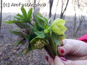 [P29] Doar pe lângă Fântâna Buridava am găsit covor din aceste floricele.  » foto by Aurici
 - 
<span class="allrVoted glyphicon glyphicon-heart hidden" id="av963169"></span>
<a class="m-l-10 hidden" id="sv963169" onclick="voting_Foto_DelVot(,963169,23688)" role="button">șterge vot <span class="glyphicon glyphicon-remove"></span></a>
<a id="v9963169" class=" c-red"  onclick="voting_Foto_SetVot(963169)" role="button"><span class="glyphicon glyphicon-heart-empty"></span> <b>LIKE</b> = Votează poza</a> <img class="hidden"  id="f963169W9" src="/imagini/loader.gif" border="0" /><span class="AjErrMes hidden" id="e963169ErM"></span>