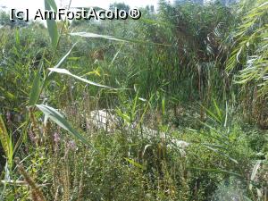 [P13] Parcul Natural Văcărești - Delta dintre blocuri. Din loc în loc, podețe din lemn.  » foto by iulianic
 - 
<span class="allrVoted glyphicon glyphicon-heart hidden" id="av1103720"></span>
<a class="m-l-10 hidden" id="sv1103720" onclick="voting_Foto_DelVot(,1103720,23697)" role="button">șterge vot <span class="glyphicon glyphicon-remove"></span></a>
<a id="v91103720" class=" c-red"  onclick="voting_Foto_SetVot(1103720)" role="button"><span class="glyphicon glyphicon-heart-empty"></span> <b>LIKE</b> = Votează poza</a> <img class="hidden"  id="f1103720W9" src="/imagini/loader.gif" border="0" /><span class="AjErrMes hidden" id="e1103720ErM"></span>