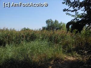 [P18] Parcul Natural Văcărești - Delta dintre blocuri. Stuf.  » foto by iulianic
 - 
<span class="allrVoted glyphicon glyphicon-heart hidden" id="av1103726"></span>
<a class="m-l-10 hidden" id="sv1103726" onclick="voting_Foto_DelVot(,1103726,23697)" role="button">șterge vot <span class="glyphicon glyphicon-remove"></span></a>
<a id="v91103726" class=" c-red"  onclick="voting_Foto_SetVot(1103726)" role="button"><span class="glyphicon glyphicon-heart-empty"></span> <b>LIKE</b> = Votează poza</a> <img class="hidden"  id="f1103726W9" src="/imagini/loader.gif" border="0" /><span class="AjErrMes hidden" id="e1103726ErM"></span>