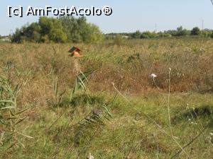 [P24] Parcul Natural Văcărești - Delta dintre blocuri.  » foto by iulianic
 - 
<span class="allrVoted glyphicon glyphicon-heart hidden" id="av1103732"></span>
<a class="m-l-10 hidden" id="sv1103732" onclick="voting_Foto_DelVot(,1103732,23697)" role="button">șterge vot <span class="glyphicon glyphicon-remove"></span></a>
<a id="v91103732" class=" c-red"  onclick="voting_Foto_SetVot(1103732)" role="button"><span class="glyphicon glyphicon-heart-empty"></span> <b>LIKE</b> = Votează poza</a> <img class="hidden"  id="f1103732W9" src="/imagini/loader.gif" border="0" /><span class="AjErrMes hidden" id="e1103732ErM"></span>