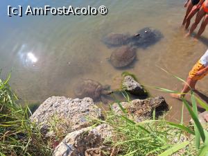 [P31] Testoasele din paraul ce se varsa in mare » foto by Scorpions
 - 
<span class="allrVoted glyphicon glyphicon-heart hidden" id="av1472803"></span>
<a class="m-l-10 hidden" id="sv1472803" onclick="voting_Foto_DelVot(,1472803,23720)" role="button">șterge vot <span class="glyphicon glyphicon-remove"></span></a>
<a id="v91472803" class=" c-red"  onclick="voting_Foto_SetVot(1472803)" role="button"><span class="glyphicon glyphicon-heart-empty"></span> <b>LIKE</b> = Votează poza</a> <img class="hidden"  id="f1472803W9" src="/imagini/loader.gif" border="0" /><span class="AjErrMes hidden" id="e1472803ErM"></span>