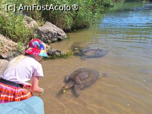 [P32] Alta poza cu testoasele » foto by Scorpions
 - 
<span class="allrVoted glyphicon glyphicon-heart hidden" id="av1472804"></span>
<a class="m-l-10 hidden" id="sv1472804" onclick="voting_Foto_DelVot(,1472804,23720)" role="button">șterge vot <span class="glyphicon glyphicon-remove"></span></a>
<a id="v91472804" class=" c-red"  onclick="voting_Foto_SetVot(1472804)" role="button"><span class="glyphicon glyphicon-heart-empty"></span> <b>LIKE</b> = Votează poza</a> <img class="hidden"  id="f1472804W9" src="/imagini/loader.gif" border="0" /><span class="AjErrMes hidden" id="e1472804ErM"></span>