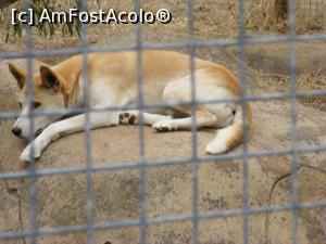 [P10] Western Australia - un dingo apatic în GREENOUGH WILDLIFE PARK » foto by gigiiuti
 - 
<span class="allrVoted glyphicon glyphicon-heart hidden" id="av969373"></span>
<a class="m-l-10 hidden" id="sv969373" onclick="voting_Foto_DelVot(,969373,23750)" role="button">șterge vot <span class="glyphicon glyphicon-remove"></span></a>
<a id="v9969373" class=" c-red"  onclick="voting_Foto_SetVot(969373)" role="button"><span class="glyphicon glyphicon-heart-empty"></span> <b>LIKE</b> = Votează poza</a> <img class="hidden"  id="f969373W9" src="/imagini/loader.gif" border="0" /><span class="AjErrMes hidden" id="e969373ErM"></span>