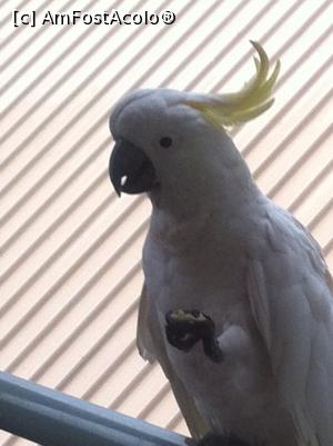 [P12] Western Australia - papagal alb cu creasta galbenă în GREENOUGH WILDLIFE PARK » foto by gigiiuti
 - 
<span class="allrVoted glyphicon glyphicon-heart hidden" id="av969375"></span>
<a class="m-l-10 hidden" id="sv969375" onclick="voting_Foto_DelVot(,969375,23750)" role="button">șterge vot <span class="glyphicon glyphicon-remove"></span></a>
<a id="v9969375" class=" c-red"  onclick="voting_Foto_SetVot(969375)" role="button"><span class="glyphicon glyphicon-heart-empty"></span> <b>LIKE</b> = Votează poza</a> <img class="hidden"  id="f969375W9" src="/imagini/loader.gif" border="0" /><span class="AjErrMes hidden" id="e969375ErM"></span>