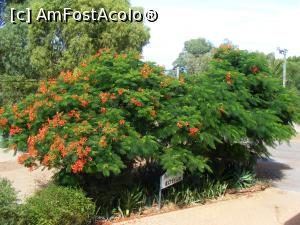 [P19] Western Australia - Kalbarri National Park - tufă de 'flamboiant' sau 'flame tree', arbore-făclie » foto by gigiiuti
 - 
<span class="allrVoted glyphicon glyphicon-heart hidden" id="av969382"></span>
<a class="m-l-10 hidden" id="sv969382" onclick="voting_Foto_DelVot(,969382,23750)" role="button">șterge vot <span class="glyphicon glyphicon-remove"></span></a>
<a id="v9969382" class=" c-red"  onclick="voting_Foto_SetVot(969382)" role="button"><span class="glyphicon glyphicon-heart-empty"></span> <b>LIKE</b> = Votează poza</a> <img class="hidden"  id="f969382W9" src="/imagini/loader.gif" border="0" /><span class="AjErrMes hidden" id="e969382ErM"></span>
