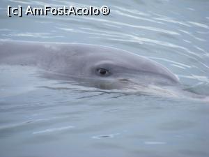 [P28] Western Australia - contact vizual cu un delfin!  » foto by gigiiuti
 - 
<span class="allrVoted glyphicon glyphicon-heart hidden" id="av969394"></span>
<a class="m-l-10 hidden" id="sv969394" onclick="voting_Foto_DelVot(,969394,23750)" role="button">șterge vot <span class="glyphicon glyphicon-remove"></span></a>
<a id="v9969394" class=" c-red"  onclick="voting_Foto_SetVot(969394)" role="button"><span class="glyphicon glyphicon-heart-empty"></span> <b>LIKE</b> = Votează poza</a> <img class="hidden"  id="f969394W9" src="/imagini/loader.gif" border="0" /><span class="AjErrMes hidden" id="e969394ErM"></span>