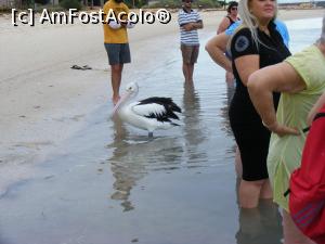 [P30] Western Australia - Monkey Mia: când toată vraja s-a risipit, un pelican încearcă să ne consoleze, făcând pe clovnul » foto by gigiiuti
 - 
<span class="allrVoted glyphicon glyphicon-heart hidden" id="av969397"></span>
<a class="m-l-10 hidden" id="sv969397" onclick="voting_Foto_DelVot(,969397,23750)" role="button">șterge vot <span class="glyphicon glyphicon-remove"></span></a>
<a id="v9969397" class=" c-red"  onclick="voting_Foto_SetVot(969397)" role="button"><span class="glyphicon glyphicon-heart-empty"></span> <b>LIKE</b> = Votează poza</a> <img class="hidden"  id="f969397W9" src="/imagini/loader.gif" border="0" /><span class="AjErrMes hidden" id="e969397ErM"></span>