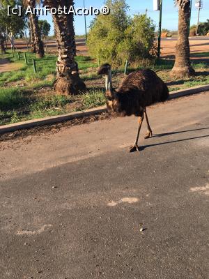[P51] Western Australia - Exmouth: un emu (cazuar??) își ia rămas bun de la noi » foto by gigiiuti
 - 
<span class="allrVoted glyphicon glyphicon-heart hidden" id="av969436"></span>
<a class="m-l-10 hidden" id="sv969436" onclick="voting_Foto_DelVot(,969436,23750)" role="button">șterge vot <span class="glyphicon glyphicon-remove"></span></a>
<a id="v9969436" class=" c-red"  onclick="voting_Foto_SetVot(969436)" role="button"><span class="glyphicon glyphicon-heart-empty"></span> <b>LIKE</b> = Votează poza</a> <img class="hidden"  id="f969436W9" src="/imagini/loader.gif" border="0" /><span class="AjErrMes hidden" id="e969436ErM"></span>