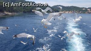 [P38] Și pescărușii ne-au spus că am stat prea puțin pe insula Šipan. Și ne-au însoțit o bună bucată de drum.  » foto by Aurici
 - 
<span class="allrVoted glyphicon glyphicon-heart hidden" id="av1015068"></span>
<a class="m-l-10 hidden" id="sv1015068" onclick="voting_Foto_DelVot(,1015068,23764)" role="button">șterge vot <span class="glyphicon glyphicon-remove"></span></a>
<a id="v91015068" class=" c-red"  onclick="voting_Foto_SetVot(1015068)" role="button"><span class="glyphicon glyphicon-heart-empty"></span> <b>LIKE</b> = Votează poza</a> <img class="hidden"  id="f1015068W9" src="/imagini/loader.gif" border="0" /><span class="AjErrMes hidden" id="e1015068ErM"></span>