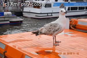 [P08] Un pasager clandestin » foto by Pușcașu Marin
 - 
<span class="allrVoted glyphicon glyphicon-heart hidden" id="av975979"></span>
<a class="m-l-10 hidden" id="sv975979" onclick="voting_Foto_DelVot(,975979,23850)" role="button">șterge vot <span class="glyphicon glyphicon-remove"></span></a>
<a id="v9975979" class=" c-red"  onclick="voting_Foto_SetVot(975979)" role="button"><span class="glyphicon glyphicon-heart-empty"></span> <b>LIKE</b> = Votează poza</a> <img class="hidden"  id="f975979W9" src="/imagini/loader.gif" border="0" /><span class="AjErrMes hidden" id="e975979ErM"></span>