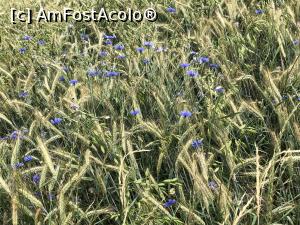 [P20] albastrele in lanul de graminee » foto by Dan&Ema
 - 
<span class="allrVoted glyphicon glyphicon-heart hidden" id="av977092"></span>
<a class="m-l-10 hidden" id="sv977092" onclick="voting_Foto_DelVot(,977092,23857)" role="button">șterge vot <span class="glyphicon glyphicon-remove"></span></a>
<a id="v9977092" class=" c-red"  onclick="voting_Foto_SetVot(977092)" role="button"><span class="glyphicon glyphicon-heart-empty"></span> <b>LIKE</b> = Votează poza</a> <img class="hidden"  id="f977092W9" src="/imagini/loader.gif" border="0" /><span class="AjErrMes hidden" id="e977092ErM"></span>