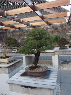 [P20] Bonsai în National Arboretum » foto by DanCld
 - 
<span class="allrVoted glyphicon glyphicon-heart hidden" id="av978563"></span>
<a class="m-l-10 hidden" id="sv978563" onclick="voting_Foto_DelVot(,978563,23874)" role="button">șterge vot <span class="glyphicon glyphicon-remove"></span></a>
<a id="v9978563" class=" c-red"  onclick="voting_Foto_SetVot(978563)" role="button"><span class="glyphicon glyphicon-heart-empty"></span> <b>LIKE</b> = Votează poza</a> <img class="hidden"  id="f978563W9" src="/imagini/loader.gif" border="0" /><span class="AjErrMes hidden" id="e978563ErM"></span>