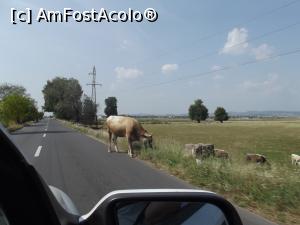 [P01] Suntem totusi pe un drum national.  » foto by mishu
 - 
<span class="allrVoted glyphicon glyphicon-heart hidden" id="av799777"></span>
<a class="m-l-10 hidden" id="sv799777" onclick="voting_Foto_DelVot(,799777,23927)" role="button">șterge vot <span class="glyphicon glyphicon-remove"></span></a>
<a id="v9799777" class=" c-red"  onclick="voting_Foto_SetVot(799777)" role="button"><span class="glyphicon glyphicon-heart-empty"></span> <b>LIKE</b> = Votează poza</a> <img class="hidden"  id="f799777W9" src="/imagini/loader.gif" border="0" /><span class="AjErrMes hidden" id="e799777ErM"></span>