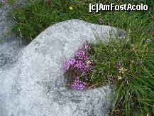 [P39] iata si florile minunate si nelipsite » foto by a.sr*
 - 
<span class="allrVoted glyphicon glyphicon-heart hidden" id="av259184"></span>
<a class="m-l-10 hidden" id="sv259184" onclick="voting_Foto_DelVot(,259184,23932)" role="button">șterge vot <span class="glyphicon glyphicon-remove"></span></a>
<a id="v9259184" class=" c-red"  onclick="voting_Foto_SetVot(259184)" role="button"><span class="glyphicon glyphicon-heart-empty"></span> <b>LIKE</b> = Votează poza</a> <img class="hidden"  id="f259184W9" src="/imagini/loader.gif" border="0" /><span class="AjErrMes hidden" id="e259184ErM"></span>