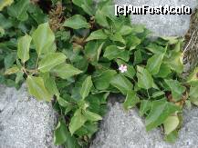 [P42] frumusete !!! » foto by a.sr*
 - 
<span class="allrVoted glyphicon glyphicon-heart hidden" id="av259191"></span>
<a class="m-l-10 hidden" id="sv259191" onclick="voting_Foto_DelVot(,259191,23932)" role="button">șterge vot <span class="glyphicon glyphicon-remove"></span></a>
<a id="v9259191" class=" c-red"  onclick="voting_Foto_SetVot(259191)" role="button"><span class="glyphicon glyphicon-heart-empty"></span> <b>LIKE</b> = Votează poza</a> <img class="hidden"  id="f259191W9" src="/imagini/loader.gif" border="0" /><span class="AjErrMes hidden" id="e259191ErM"></span>