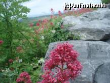 [P47] si... mai departe prin tinutul burren » foto by a.sr*
 - 
<span class="allrVoted glyphicon glyphicon-heart hidden" id="av259196"></span>
<a class="m-l-10 hidden" id="sv259196" onclick="voting_Foto_DelVot(,259196,23932)" role="button">șterge vot <span class="glyphicon glyphicon-remove"></span></a>
<a id="v9259196" class=" c-red"  onclick="voting_Foto_SetVot(259196)" role="button"><span class="glyphicon glyphicon-heart-empty"></span> <b>LIKE</b> = Votează poza</a> <img class="hidden"  id="f259196W9" src="/imagini/loader.gif" border="0" /><span class="AjErrMes hidden" id="e259196ErM"></span>