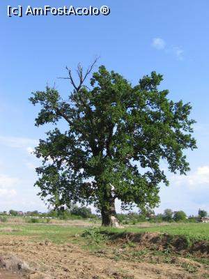 [P23] Stejarul de lângă Lacul Mănăstirii (foto din 2008) - Mănăstirea Țigănești, Ilfov.  » foto by tata123 🔱
 - 
<span class="allrVoted glyphicon glyphicon-heart hidden" id="av989688"></span>
<a class="m-l-10 hidden" id="sv989688" onclick="voting_Foto_DelVot(,989688,24032)" role="button">șterge vot <span class="glyphicon glyphicon-remove"></span></a>
<a id="v9989688" class=" c-red"  onclick="voting_Foto_SetVot(989688)" role="button"><span class="glyphicon glyphicon-heart-empty"></span> <b>LIKE</b> = Votează poza</a> <img class="hidden"  id="f989688W9" src="/imagini/loader.gif" border="0" /><span class="AjErrMes hidden" id="e989688ErM"></span>