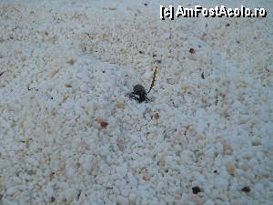 [P04] Un negrisor la Saliara » foto by mflorea
 - 
<span class="allrVoted glyphicon glyphicon-heart hidden" id="av347957"></span>
<a class="m-l-10 hidden" id="sv347957" onclick="voting_Foto_DelVot(,347957,24033)" role="button">șterge vot <span class="glyphicon glyphicon-remove"></span></a>
<a id="v9347957" class=" c-red"  onclick="voting_Foto_SetVot(347957)" role="button"><span class="glyphicon glyphicon-heart-empty"></span> <b>LIKE</b> = Votează poza</a> <img class="hidden"  id="f347957W9" src="/imagini/loader.gif" border="0" /><span class="AjErrMes hidden" id="e347957ErM"></span>