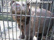 [P11x] [Gradina zoologica] gradina zoologica se afla la iesire din oras spre Sucevita, pe partea dreapta » foto by cristi82d
 - 
<span class="allrVoted glyphicon glyphicon-heart hidden" id="av29236"></span>
<a class="m-l-10 hidden" id="sv29236" onclick="voting_Foto_DelVot(,29236,24054)" role="button">șterge vot <span class="glyphicon glyphicon-remove"></span></a>
<a id="v929236" class=" c-red"  onclick="voting_Foto_SetVot(29236)" role="button"><span class="glyphicon glyphicon-heart-empty"></span> <b>LIKE</b> = Votează poza</a> <img class="hidden"  id="f29236W9" src="/imagini/loader.gif" border="0" /><span class="AjErrMes hidden" id="e29236ErM"></span>
