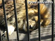 [P15x] [Gradina zoologica] siesta de dupa masa » foto by cristi82d
 - 
<span class="allrVoted glyphicon glyphicon-heart hidden" id="av29240"></span>
<a class="m-l-10 hidden" id="sv29240" onclick="voting_Foto_DelVot(,29240,24054)" role="button">șterge vot <span class="glyphicon glyphicon-remove"></span></a>
<a id="v929240" class=" c-red"  onclick="voting_Foto_SetVot(29240)" role="button"><span class="glyphicon glyphicon-heart-empty"></span> <b>LIKE</b> = Votează poza</a> <img class="hidden"  id="f29240W9" src="/imagini/loader.gif" border="0" /><span class="AjErrMes hidden" id="e29240ErM"></span>