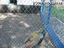 [P20x] [Gradina zoologica] paunul... » foto by cristi82d
 - 
<span class="allrVoted glyphicon glyphicon-heart hidden" id="av29245"></span>
<a class="m-l-10 hidden" id="sv29245" onclick="voting_Foto_DelVot(,29245,24054)" role="button">șterge vot <span class="glyphicon glyphicon-remove"></span></a>
<a id="v929245" class=" c-red"  onclick="voting_Foto_SetVot(29245)" role="button"><span class="glyphicon glyphicon-heart-empty"></span> <b>LIKE</b> = Votează poza</a> <img class="hidden"  id="f29245W9" src="/imagini/loader.gif" border="0" /><span class="AjErrMes hidden" id="e29245ErM"></span>