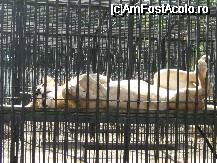 [P22x] [Gradina zoologica] leoaiaca isi face si ea siesta » foto by cristi82d
 - 
<span class="allrVoted glyphicon glyphicon-heart hidden" id="av29247"></span>
<a class="m-l-10 hidden" id="sv29247" onclick="voting_Foto_DelVot(,29247,24054)" role="button">șterge vot <span class="glyphicon glyphicon-remove"></span></a>
<a id="v929247" class=" c-red"  onclick="voting_Foto_SetVot(29247)" role="button"><span class="glyphicon glyphicon-heart-empty"></span> <b>LIKE</b> = Votează poza</a> <img class="hidden"  id="f29247W9" src="/imagini/loader.gif" border="0" /><span class="AjErrMes hidden" id="e29247ErM"></span>