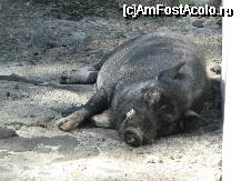 [P23x] [Gradina zoologica] porcul mistret » foto by cristi82d
 - 
<span class="allrVoted glyphicon glyphicon-heart hidden" id="av29248"></span>
<a class="m-l-10 hidden" id="sv29248" onclick="voting_Foto_DelVot(,29248,24054)" role="button">șterge vot <span class="glyphicon glyphicon-remove"></span></a>
<a id="v929248" class=" c-red"  onclick="voting_Foto_SetVot(29248)" role="button"><span class="glyphicon glyphicon-heart-empty"></span> <b>LIKE</b> = Votează poza</a> <img class="hidden"  id="f29248W9" src="/imagini/loader.gif" border="0" /><span class="AjErrMes hidden" id="e29248ErM"></span>