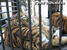 [P24x] [Gradina zoologica] puii de leu, 3 exemplare, cele mai numeroase animale sunt acestea » foto by cristi82d
 - 
<span class="allrVoted glyphicon glyphicon-heart hidden" id="av29249"></span>
<a class="m-l-10 hidden" id="sv29249" onclick="voting_Foto_DelVot(,29249,24054)" role="button">șterge vot <span class="glyphicon glyphicon-remove"></span></a>
<a id="v929249" class=" c-red"  onclick="voting_Foto_SetVot(29249)" role="button"><span class="glyphicon glyphicon-heart-empty"></span> <b>LIKE</b> = Votează poza</a> <img class="hidden"  id="f29249W9" src="/imagini/loader.gif" border="0" /><span class="AjErrMes hidden" id="e29249ErM"></span>