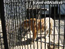 [P25x] [Gradina zoologica] cele 3 exemplare sunt tigri,scuze..... » foto by cristi82d
 - 
<span class="allrVoted glyphicon glyphicon-heart hidden" id="av29250"></span>
<a class="m-l-10 hidden" id="sv29250" onclick="voting_Foto_DelVot(,29250,24054)" role="button">șterge vot <span class="glyphicon glyphicon-remove"></span></a>
<a id="v929250" class=" c-red"  onclick="voting_Foto_SetVot(29250)" role="button"><span class="glyphicon glyphicon-heart-empty"></span> <b>LIKE</b> = Votează poza</a> <img class="hidden"  id="f29250W9" src="/imagini/loader.gif" border="0" /><span class="AjErrMes hidden" id="e29250ErM"></span>