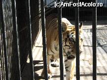 [P26x] [Gradina zoologica] masculul » foto by cristi82d
 - 
<span class="allrVoted glyphicon glyphicon-heart hidden" id="av29251"></span>
<a class="m-l-10 hidden" id="sv29251" onclick="voting_Foto_DelVot(,29251,24054)" role="button">șterge vot <span class="glyphicon glyphicon-remove"></span></a>
<a id="v929251" class=" c-red"  onclick="voting_Foto_SetVot(29251)" role="button"><span class="glyphicon glyphicon-heart-empty"></span> <b>LIKE</b> = Votează poza</a> <img class="hidden"  id="f29251W9" src="/imagini/loader.gif" border="0" /><span class="AjErrMes hidden" id="e29251ErM"></span>