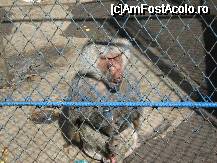 [P32x] [Gradina zoologica] o alta maimutica simpatica » foto by cristi82d
 - 
<span class="allrVoted glyphicon glyphicon-heart hidden" id="av29257"></span>
<a class="m-l-10 hidden" id="sv29257" onclick="voting_Foto_DelVot(,29257,24054)" role="button">șterge vot <span class="glyphicon glyphicon-remove"></span></a>
<a id="v929257" class=" c-red"  onclick="voting_Foto_SetVot(29257)" role="button"><span class="glyphicon glyphicon-heart-empty"></span> <b>LIKE</b> = Votează poza</a> <img class="hidden"  id="f29257W9" src="/imagini/loader.gif" border="0" /><span class="AjErrMes hidden" id="e29257ErM"></span>