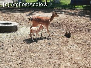 [P11] Parc Zoologic Radauti » foto by ⭐ValentinB_88⭐
 - 
<span class="allrVoted glyphicon glyphicon-heart hidden" id="av1234729"></span>
<a class="m-l-10 hidden" id="sv1234729" onclick="voting_Foto_DelVot(,1234729,24054)" role="button">șterge vot <span class="glyphicon glyphicon-remove"></span></a>
<a id="v91234729" class=" c-red"  onclick="voting_Foto_SetVot(1234729)" role="button"><span class="glyphicon glyphicon-heart-empty"></span> <b>LIKE</b> = Votează poza</a> <img class="hidden"  id="f1234729W9" src="/imagini/loader.gif" border="0" /><span class="AjErrMes hidden" id="e1234729ErM"></span>