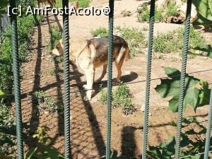[P14] Parc Zoologic Radauti » foto by ⭐ValentinB_88⭐
 - 
<span class="allrVoted glyphicon glyphicon-heart hidden" id="av1234732"></span>
<a class="m-l-10 hidden" id="sv1234732" onclick="voting_Foto_DelVot(,1234732,24054)" role="button">șterge vot <span class="glyphicon glyphicon-remove"></span></a>
<a id="v91234732" class=" c-red"  onclick="voting_Foto_SetVot(1234732)" role="button"><span class="glyphicon glyphicon-heart-empty"></span> <b>LIKE</b> = Votează poza</a> <img class="hidden"  id="f1234732W9" src="/imagini/loader.gif" border="0" /><span class="AjErrMes hidden" id="e1234732ErM"></span>