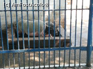 [P21] Parc Zoologic Radauti » foto by ⭐ValentinB_88⭐
 - 
<span class="allrVoted glyphicon glyphicon-heart hidden" id="av1234739"></span>
<a class="m-l-10 hidden" id="sv1234739" onclick="voting_Foto_DelVot(,1234739,24054)" role="button">șterge vot <span class="glyphicon glyphicon-remove"></span></a>
<a id="v91234739" class=" c-red"  onclick="voting_Foto_SetVot(1234739)" role="button"><span class="glyphicon glyphicon-heart-empty"></span> <b>LIKE</b> = Votează poza</a> <img class="hidden"  id="f1234739W9" src="/imagini/loader.gif" border="0" /><span class="AjErrMes hidden" id="e1234739ErM"></span>